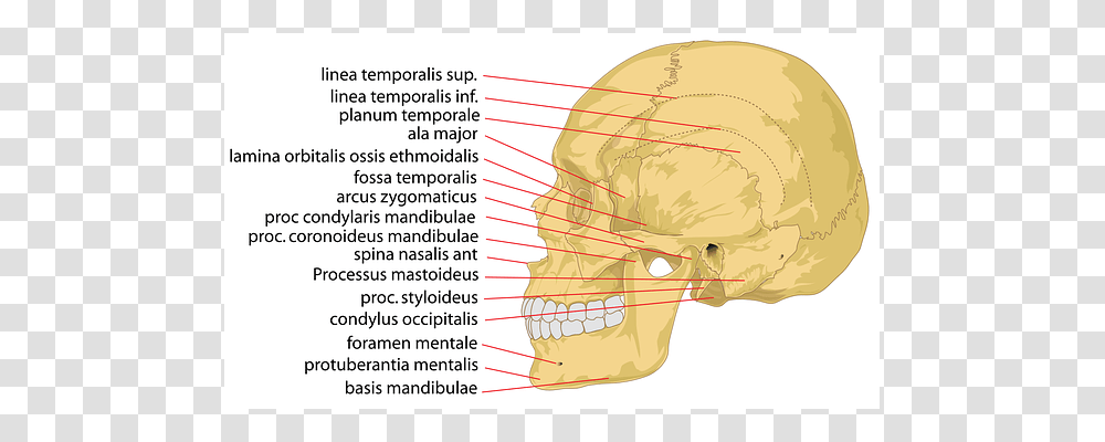 Skull Plot, Diagram, Neck, Jaw Transparent Png