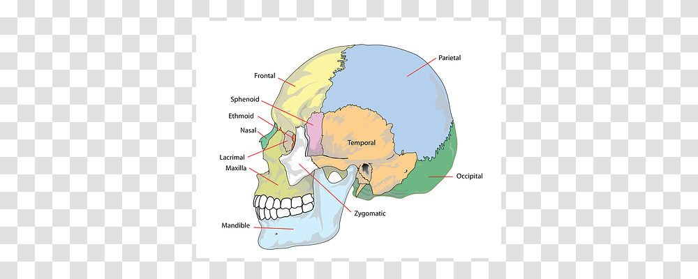 Skull Plot, Diagram, Helmet Transparent Png