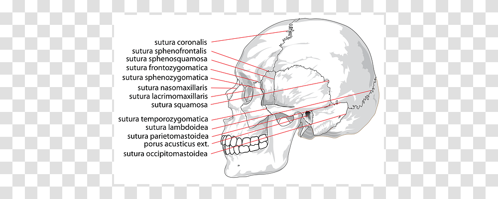 Skull Vegetation, Plant, Helmet, Plot Transparent Png