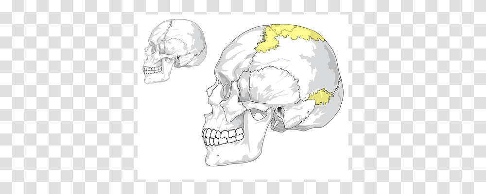Skull Drawing, Jaw, Sketch Transparent Png
