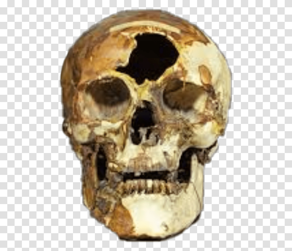 Skull And Bones Skull, Skeleton, Teeth, Mouth, Lip Transparent Png