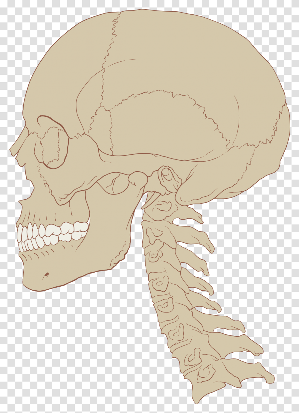 Skull And Cervical Spine, Head, Animal, Person, Human Transparent Png