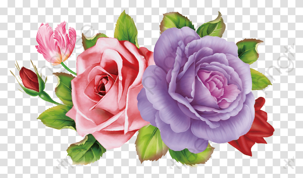 Skull And Roses Pink Rose Purple Pink & Purple Pink And Purple Rose, Plant, Flower, Blossom, Peony Transparent Png