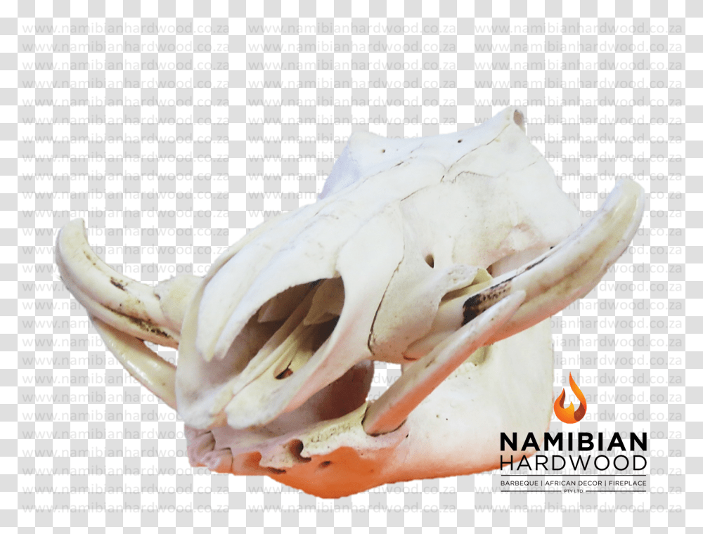 Skull, Animal, Ivory, Plant, Sea Life Transparent Png
