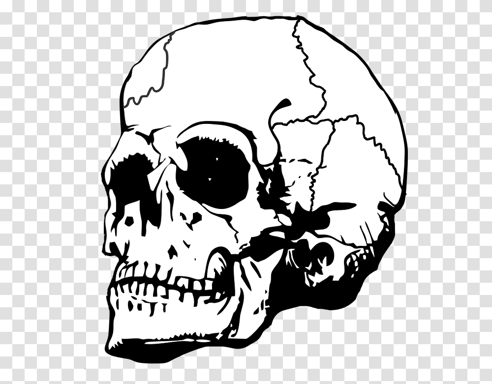 Skull Bone Bones Free Vector Graphic On Pixabay Queen Skull With A Crown, Face, Head, Stencil, Alien Transparent Png