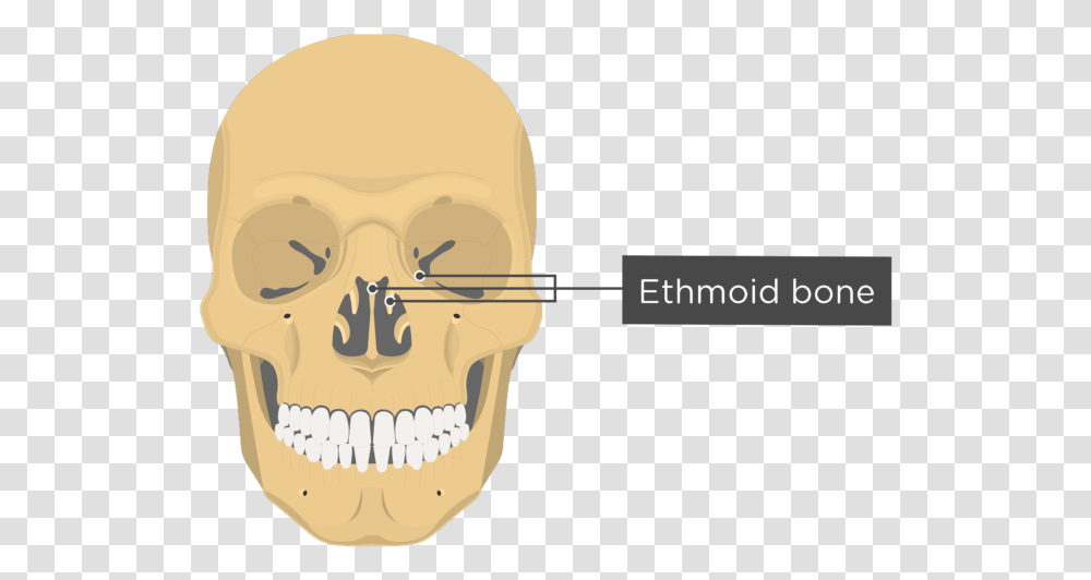 Skull Bones Anterior View Ethmoid Bone Optic Canal Of Sphenoid Bone, Teeth, Mouth, Lip, Helmet Transparent Png