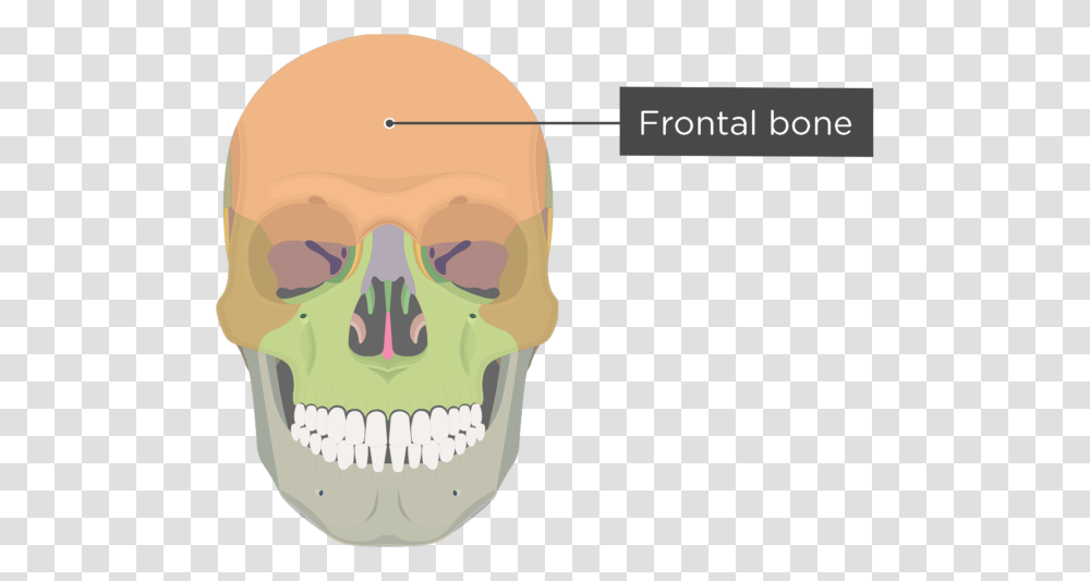 Skull Bones Anterior View Frontal Bone Divisions Skull Bone Markings, Teeth, Mouth, Lip, Helmet Transparent Png