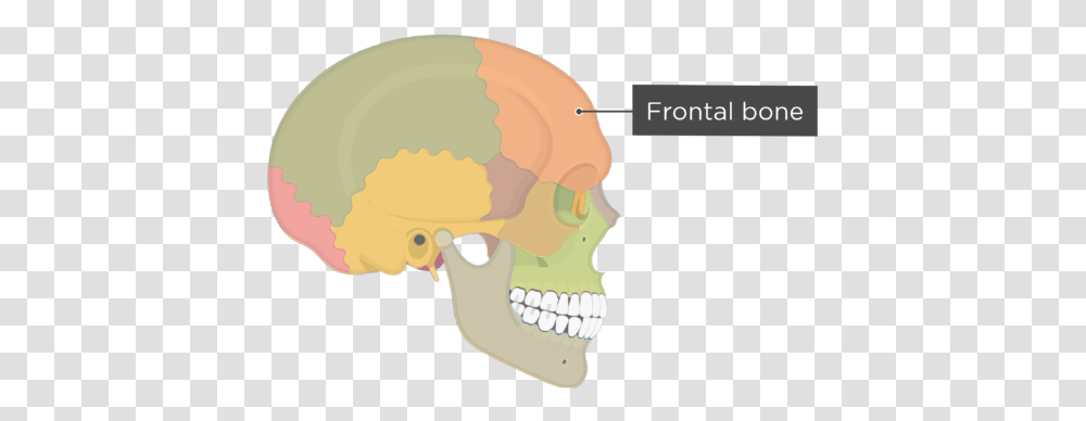 Skull Bones Lateral View Frontal Bone Divisions Temporal Bone Lateral View, Jaw, Teeth, Mouth, Lip Transparent Png