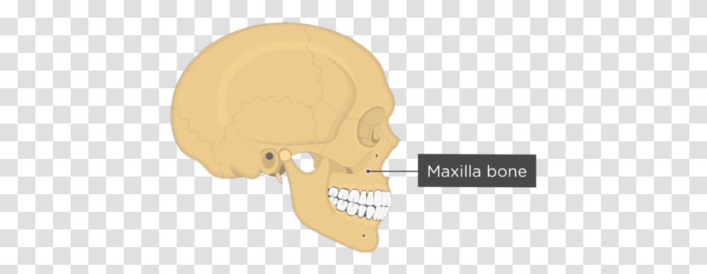 Skull Bones Lateral View Maxilla Bone Skull, Jaw, Helmet, Apparel Transparent Png