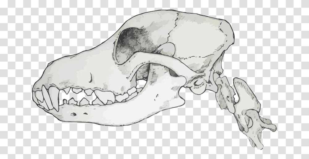 Skull Canine Skull, Jaw, Sunglasses, Accessories, Accessory Transparent Png