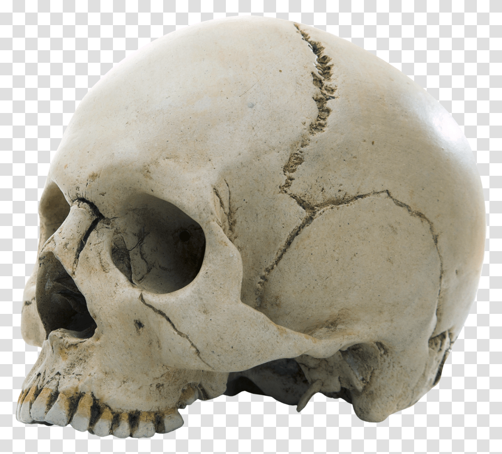 Skull Example Of The Fixed Joint, Head, Helmet, Apparel Transparent Png