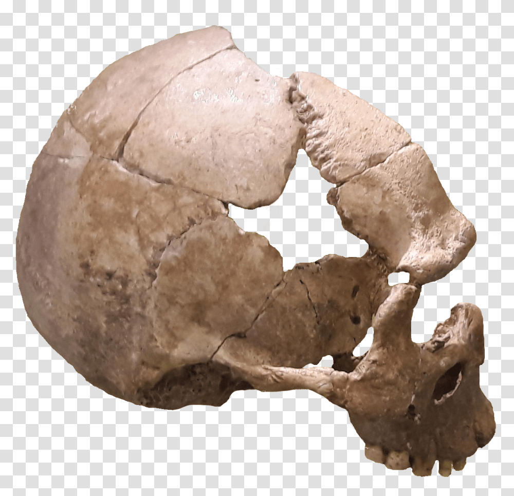 Skull, Fungus, Soil, Fossil, Head Transparent Png