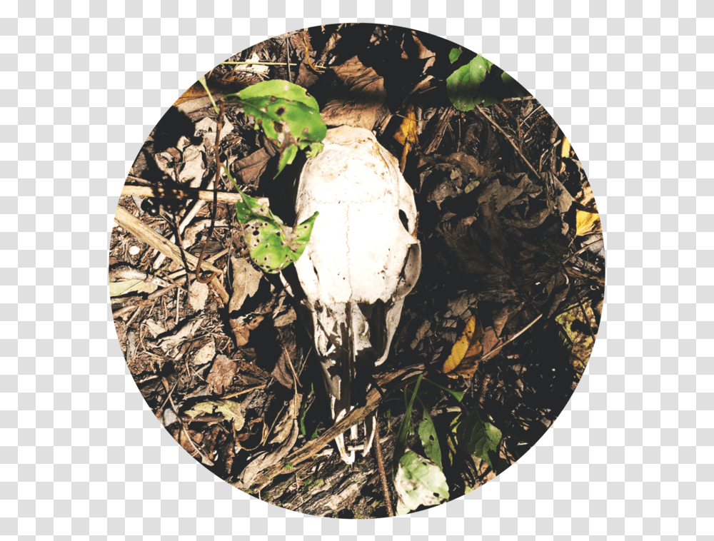 Skull Grass, Animal, Painting, Mammal Transparent Png