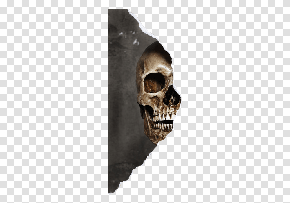 Skull Halfskullface Halfskull Skullface Smokeskull Woman Half Face Skull, Soil, Skeleton, Person, Human Transparent Png