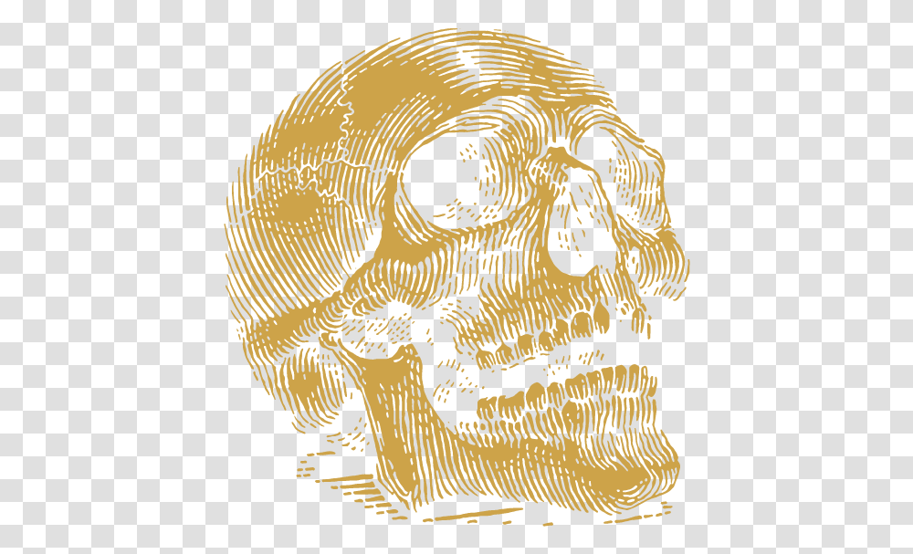 Skull, Head, Drawing, Tiger Transparent Png