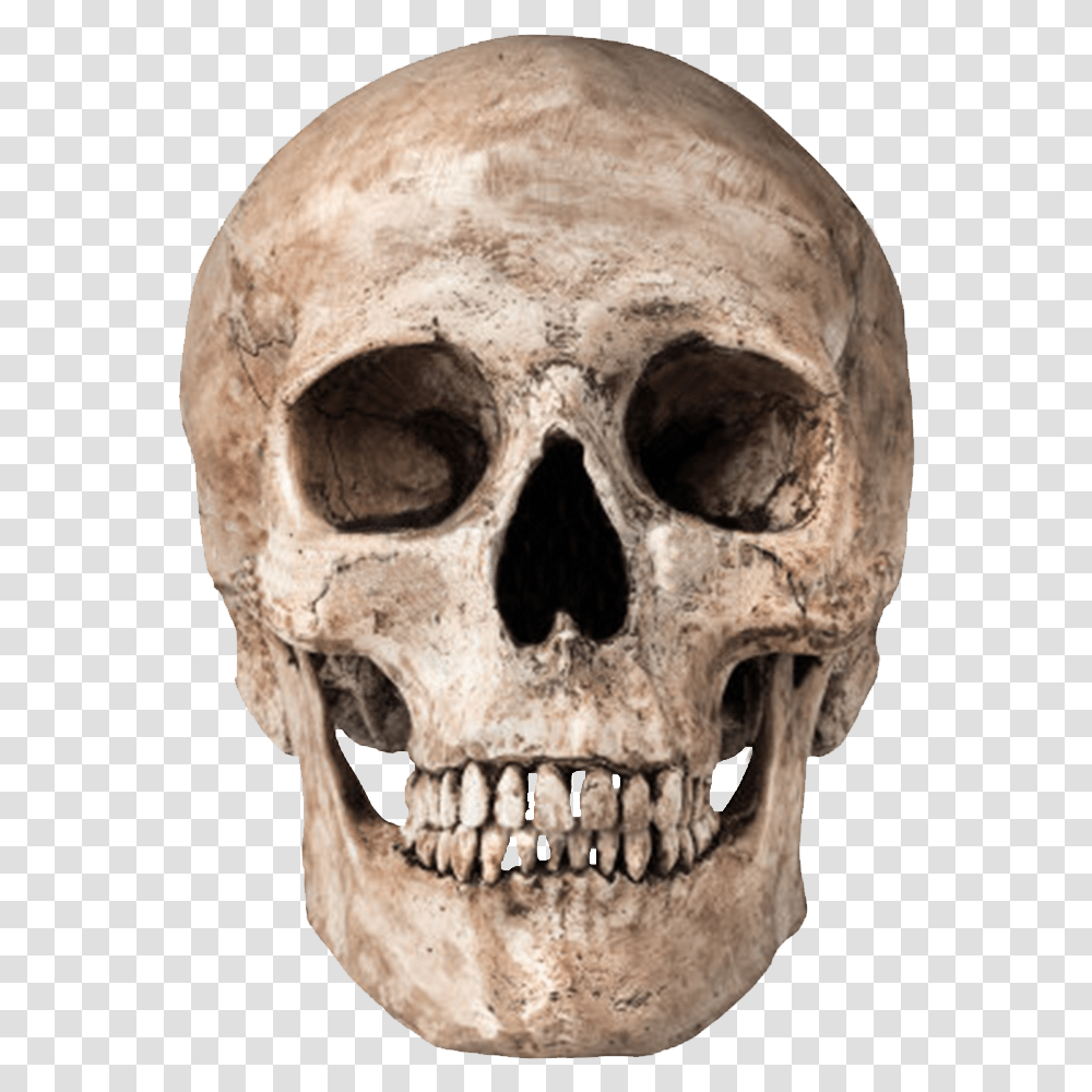Skull, Head, Skeleton, Soil, Jaw Transparent Png