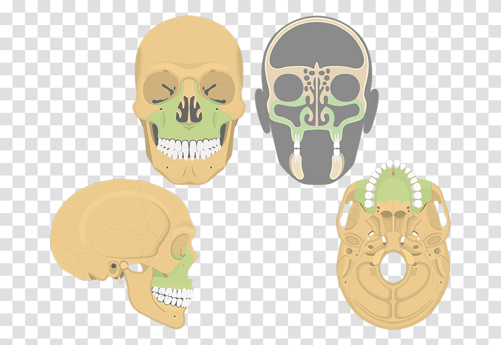 Skull, Head, Teeth, Mouth, Lip Transparent Png