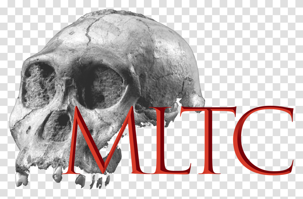 Skull, Helmet, Apparel, X-Ray Transparent Png