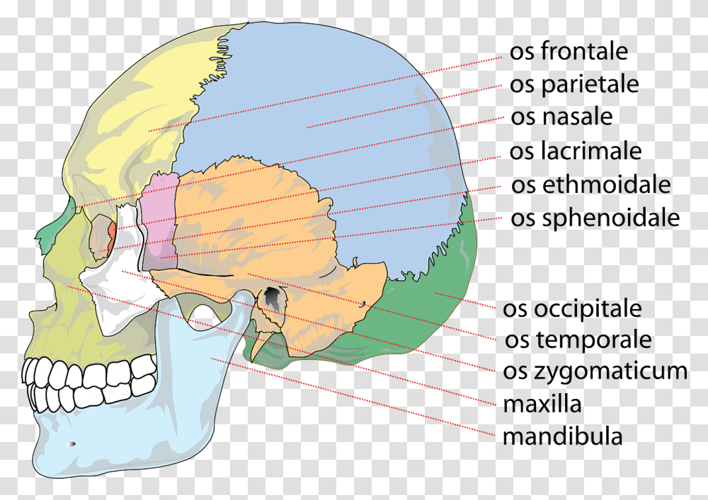 Skull Human Anatomy Free Picture Rostral Meaning, Planet, Outer Space, Astronomy, Universe Transparent Png