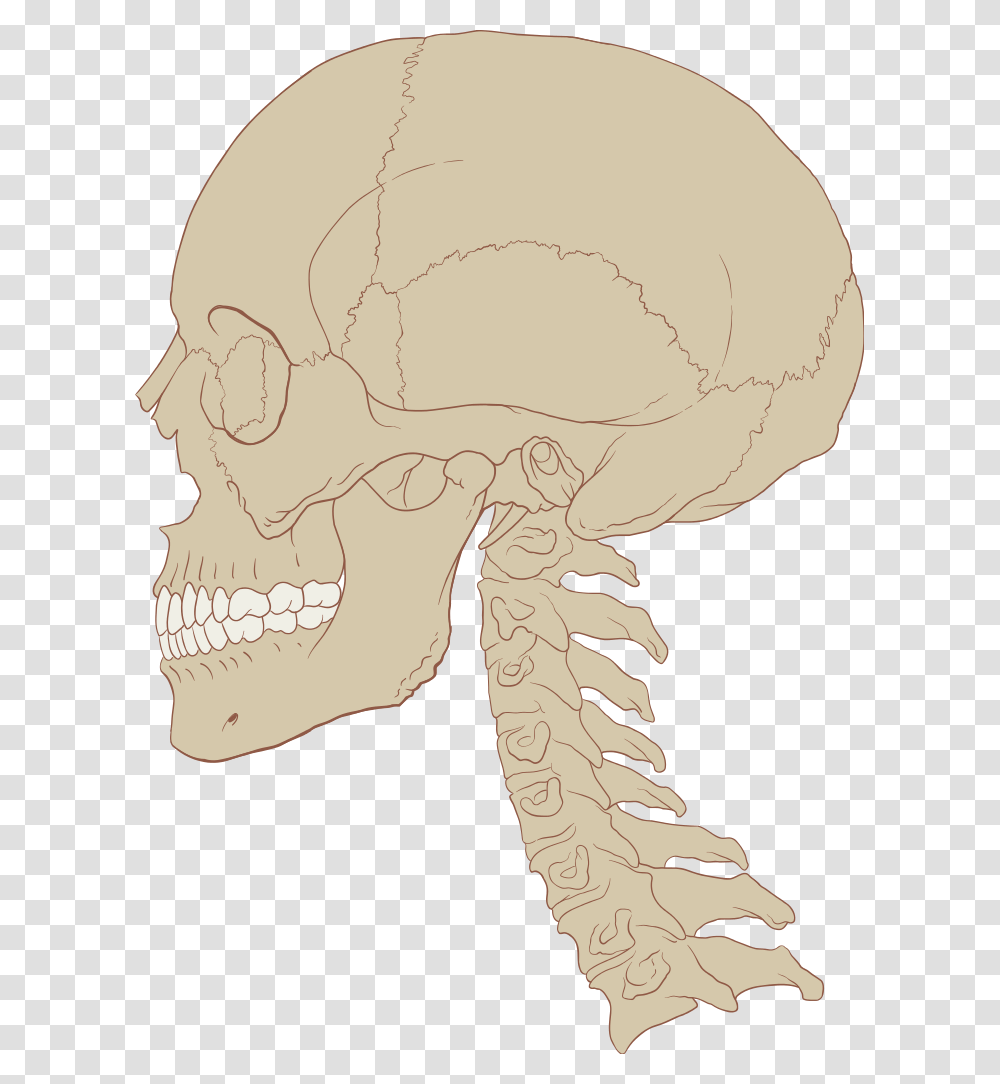 Skull Human And Cervical Spine Skull And Cervical Spine, Head, Person, Animal, Jaw Transparent Png