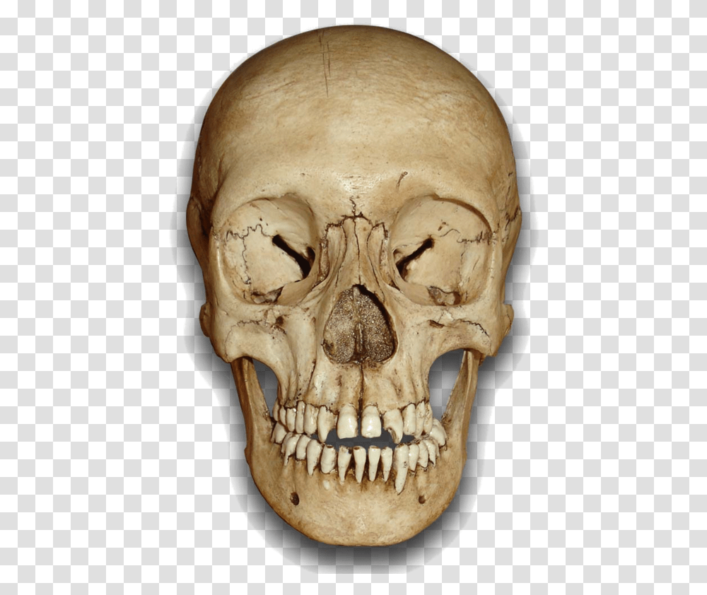 Skull Human Skull Front, Skeleton, Jaw, Teeth, Mouth Transparent Png