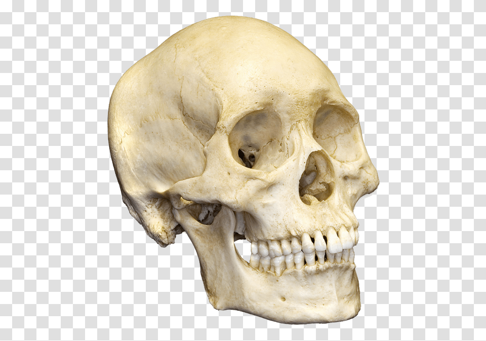 Skull Human Skull, Jaw, Skeleton, Bear, Wildlife Transparent Png