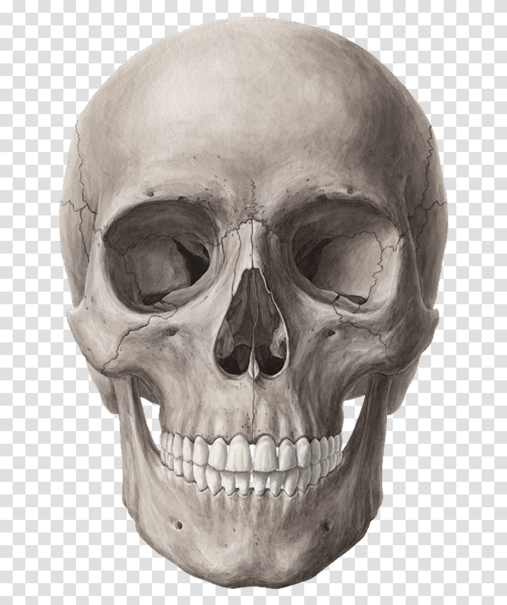 Skull Image Background Skull, Head, Person, Human, Alien Transparent Png