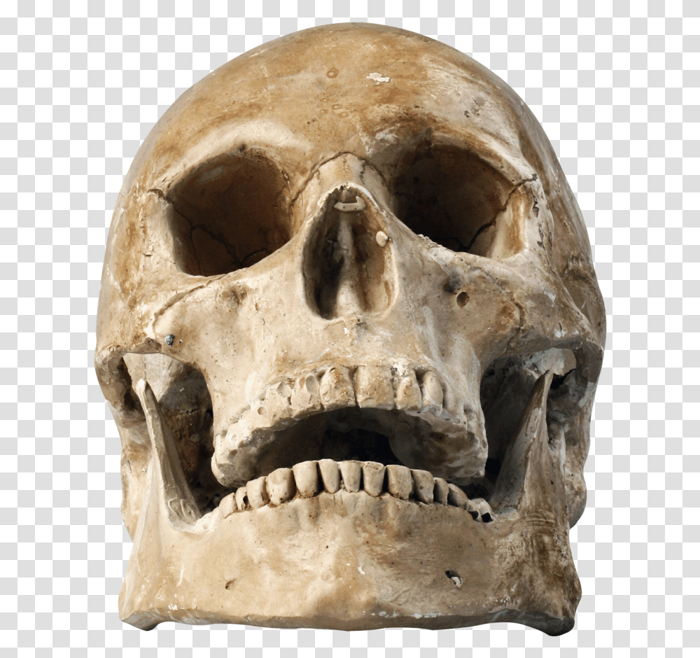 Skull Image, Head, Archaeology, Jaw, Fungus Transparent Png