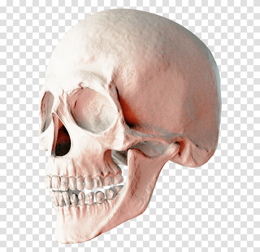 Skull Image Human Skull, Person, Jaw, Skeleton, Neck Transparent Png