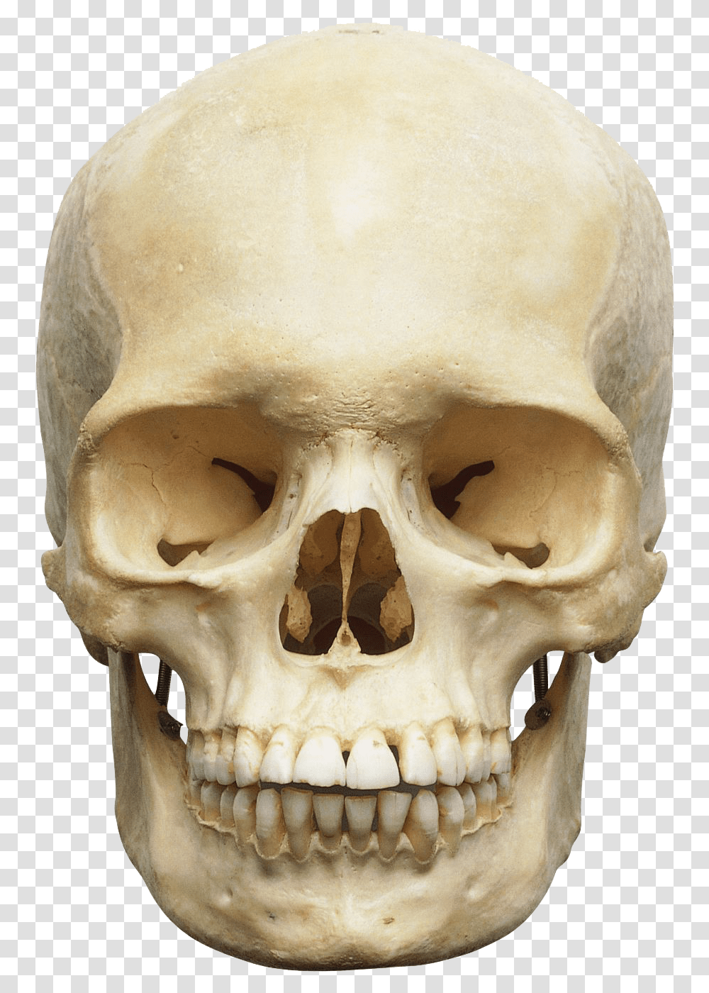 Skull Image, Jaw, Head, Teeth, Mouth Transparent Png