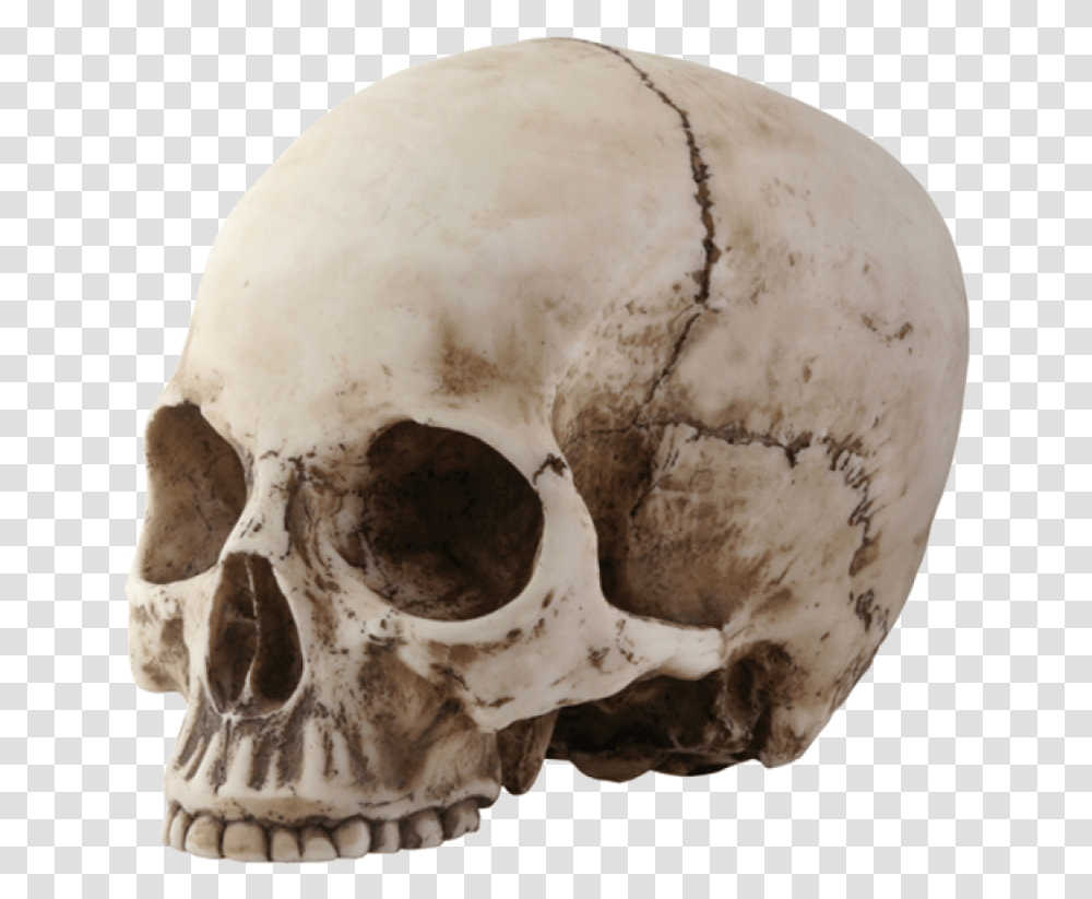 Skull Image Skeleton Head, Egg, Food, Jaw, Soil Transparent Png