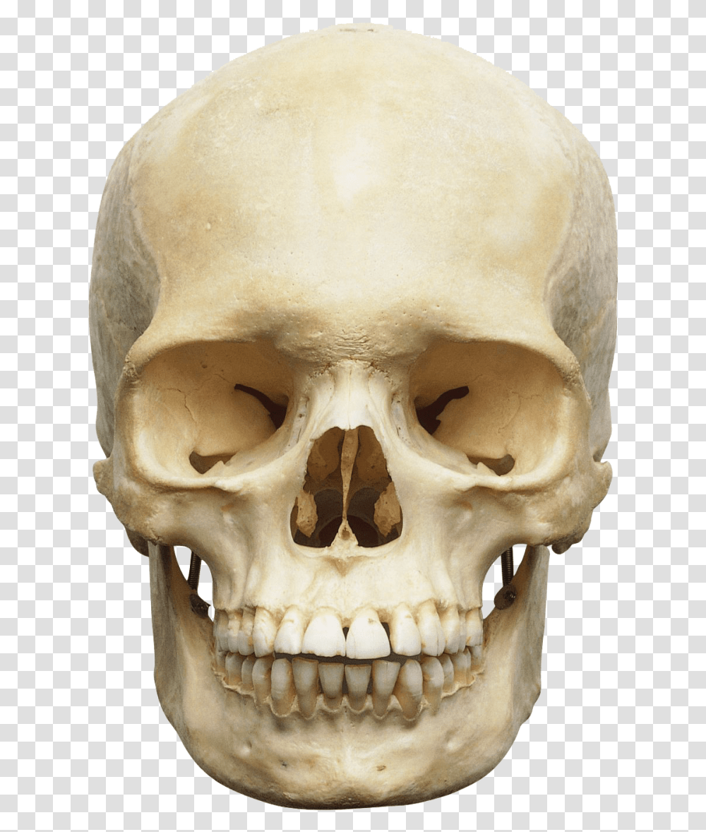 Skull Image Skeleton Head, Jaw, Teeth, Mouth, Lip Transparent Png