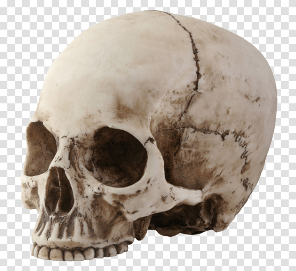 Skull Image Skull With No Jaw, Egg, Food, Soil, Skeleton Transparent Png