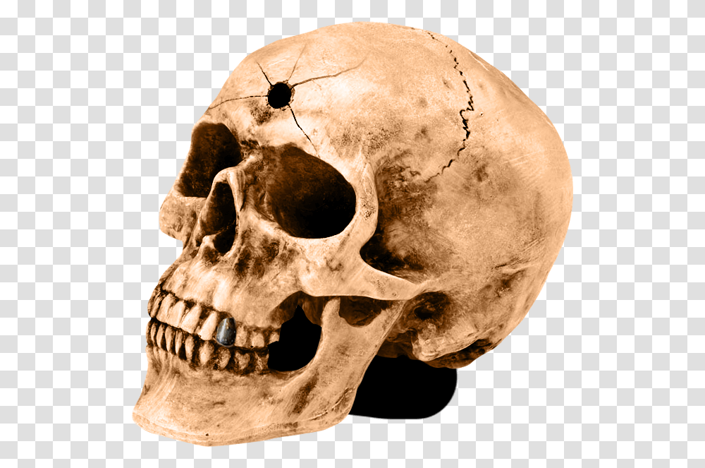 Skull, Jaw, Archaeology, Skeleton, Soil Transparent Png