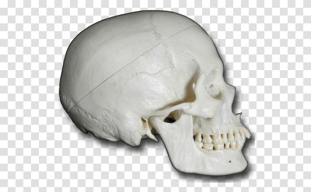 Skull, Jaw, Egg, Food, Skeleton Transparent Png