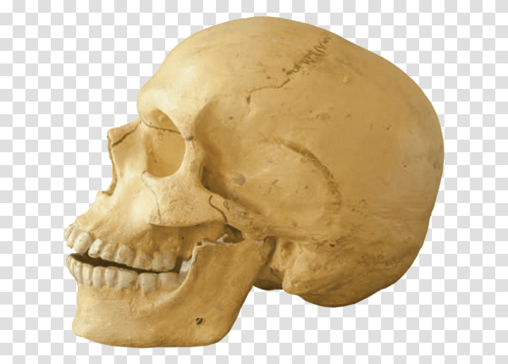 Skull, Jaw, Fungus, Plant, Fossil Transparent Png