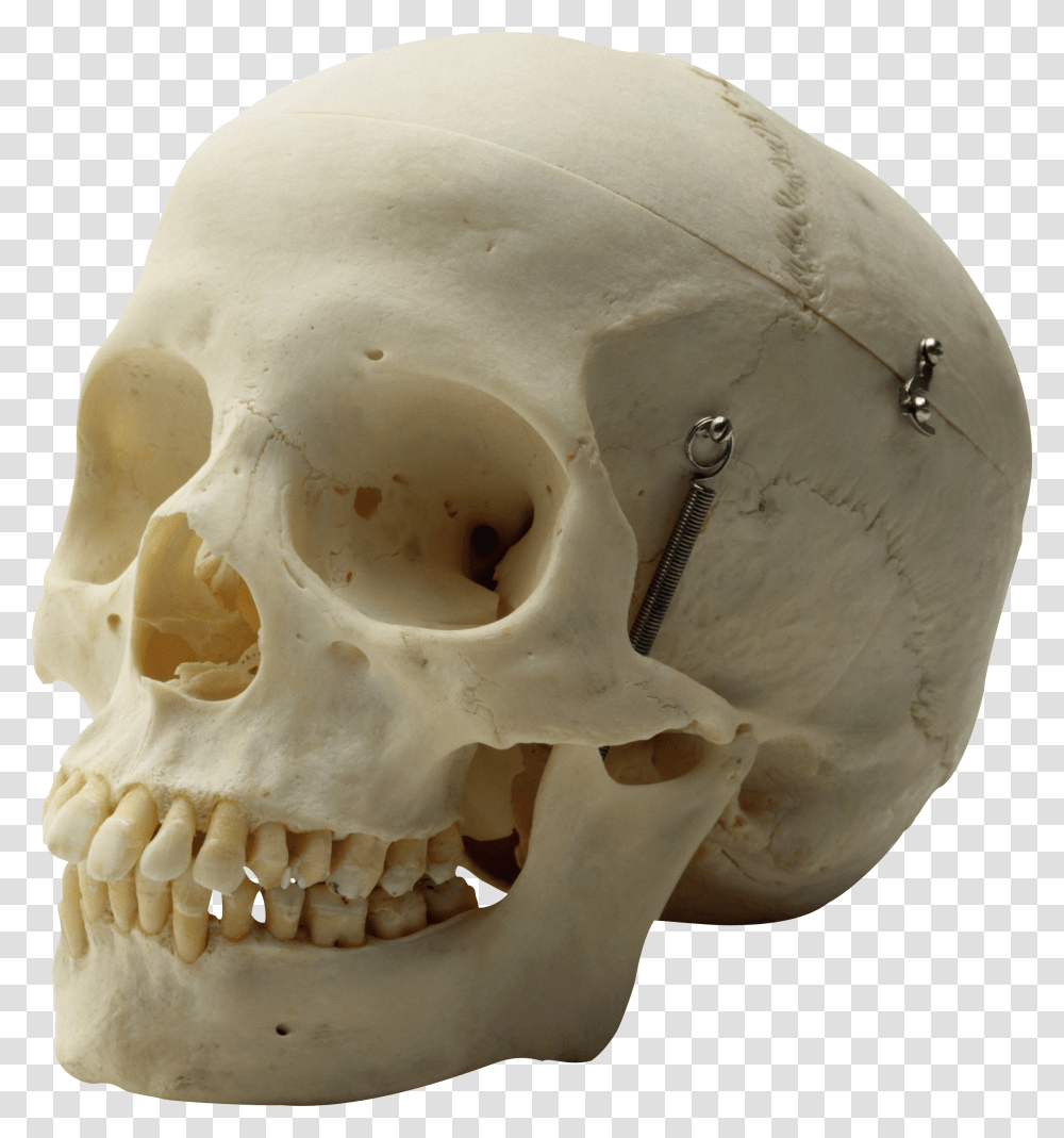 Skull, Jaw, Helmet, Apparel Transparent Png