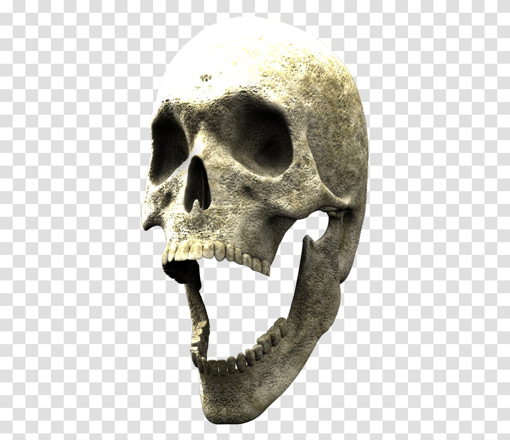 Skull, Jaw, Skeleton, Archaeology, Elephant Transparent Png