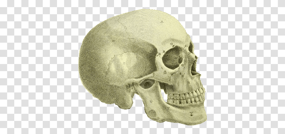 Skull, Jaw, Skeleton, Baseball Cap, Hat Transparent Png