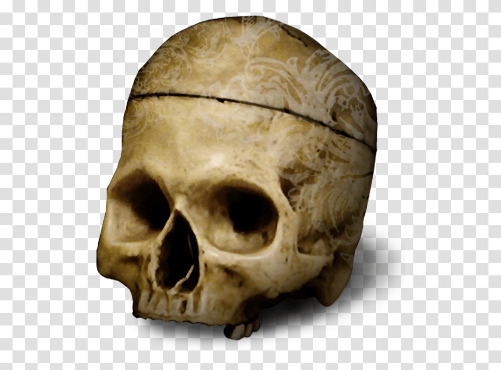 Skull, Jaw, Skeleton, Fossil, Archaeology Transparent Png
