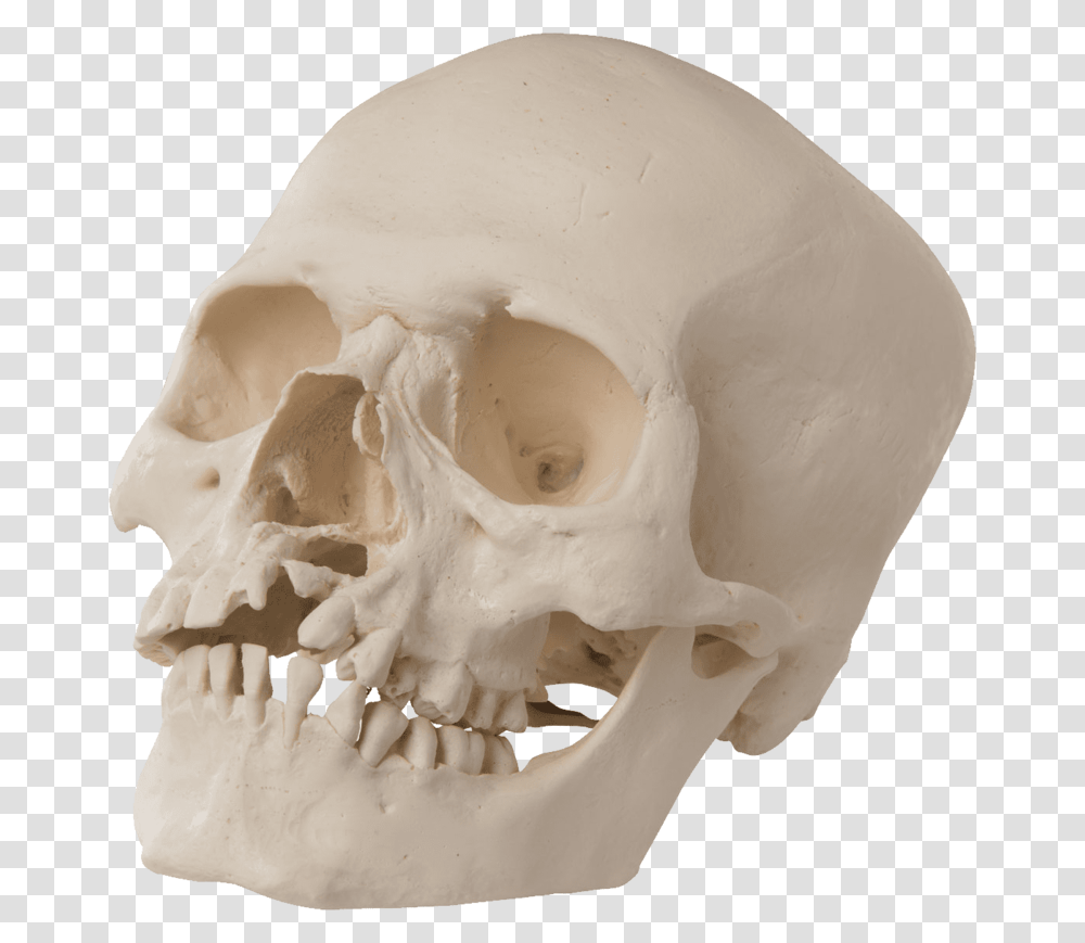 Skull, Jaw, Skeleton, Snowman, Winter Transparent Png