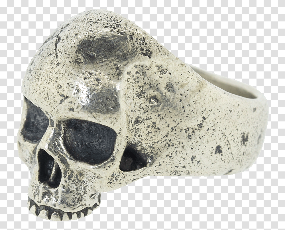 Skull, Jaw, Soil, Fossil, Archaeology Transparent Png