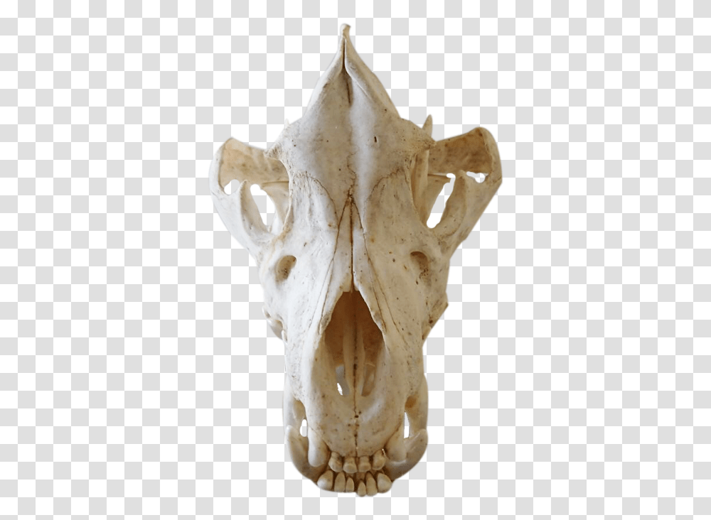 Skull, Jaw, Soil Transparent Png