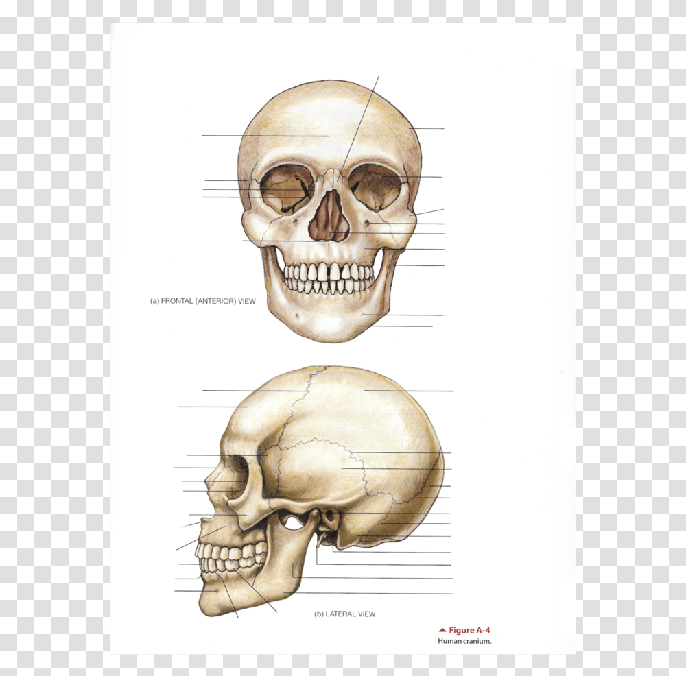 Skull, Jaw, Teeth, Mouth, Lip Transparent Png