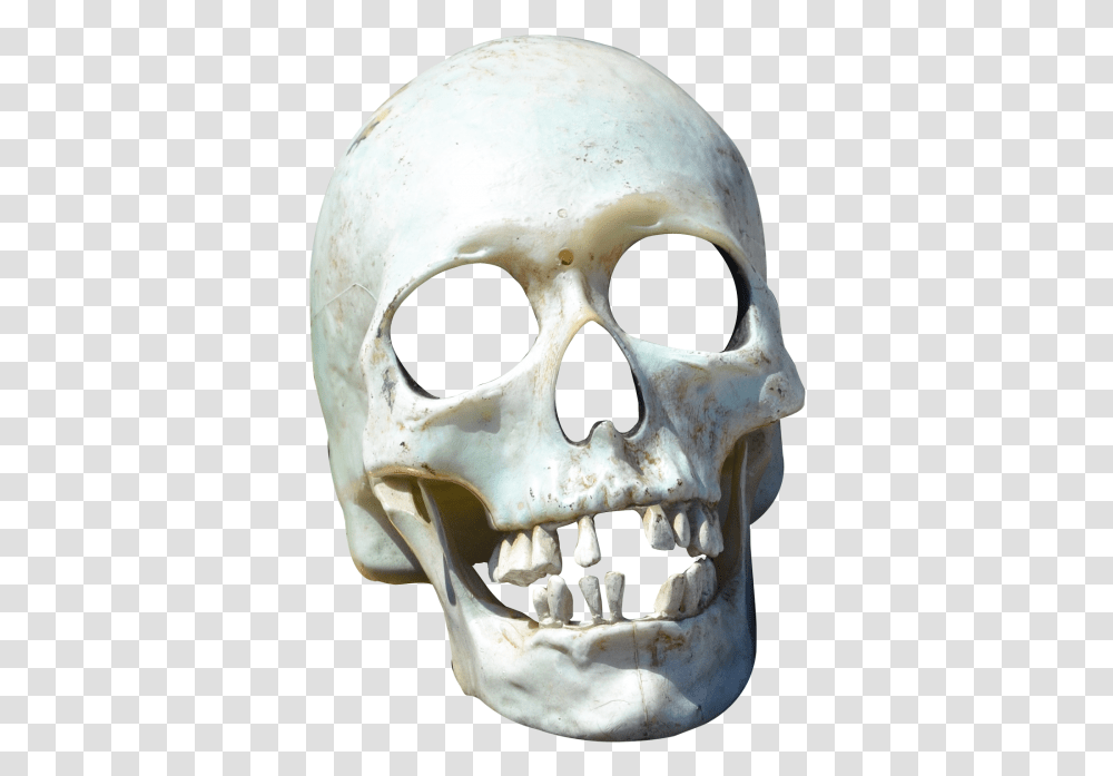 Skull, Jaw, Teeth, Mouth, Lip Transparent Png