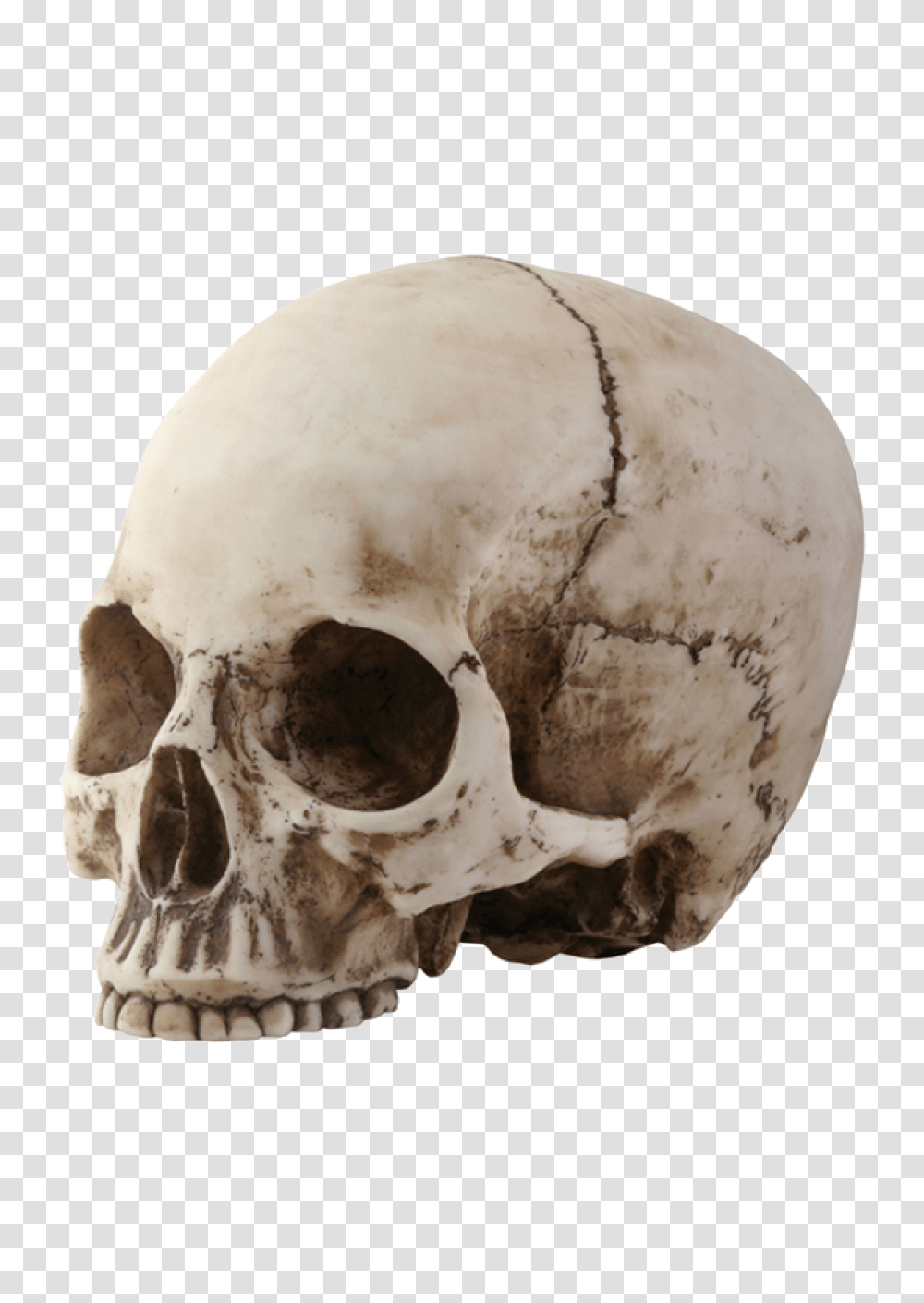 Skull, Person, Egg, Food, Jaw Transparent Png