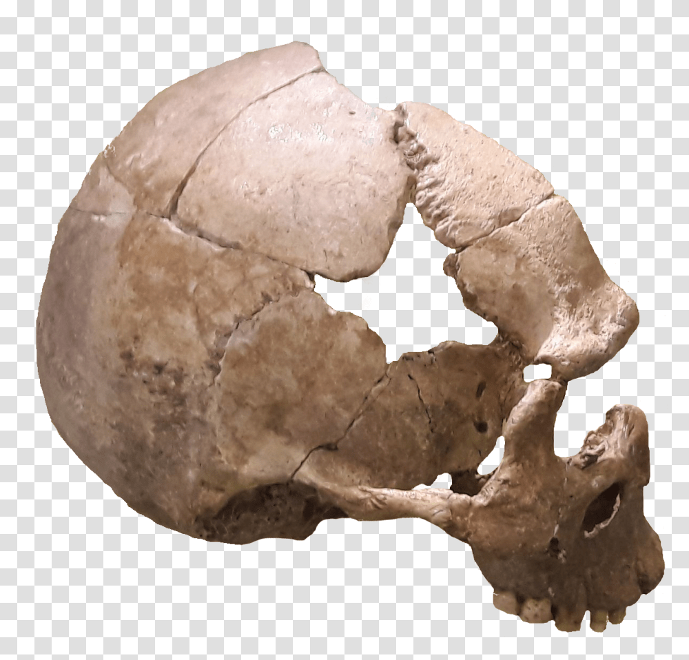 Skull, Person, Fungus, Soil, Figurine Transparent Png