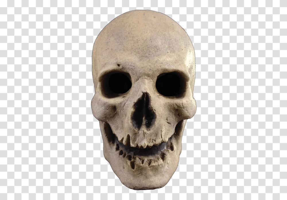 Skull, Person, Head, Bear, Wildlife Transparent Png