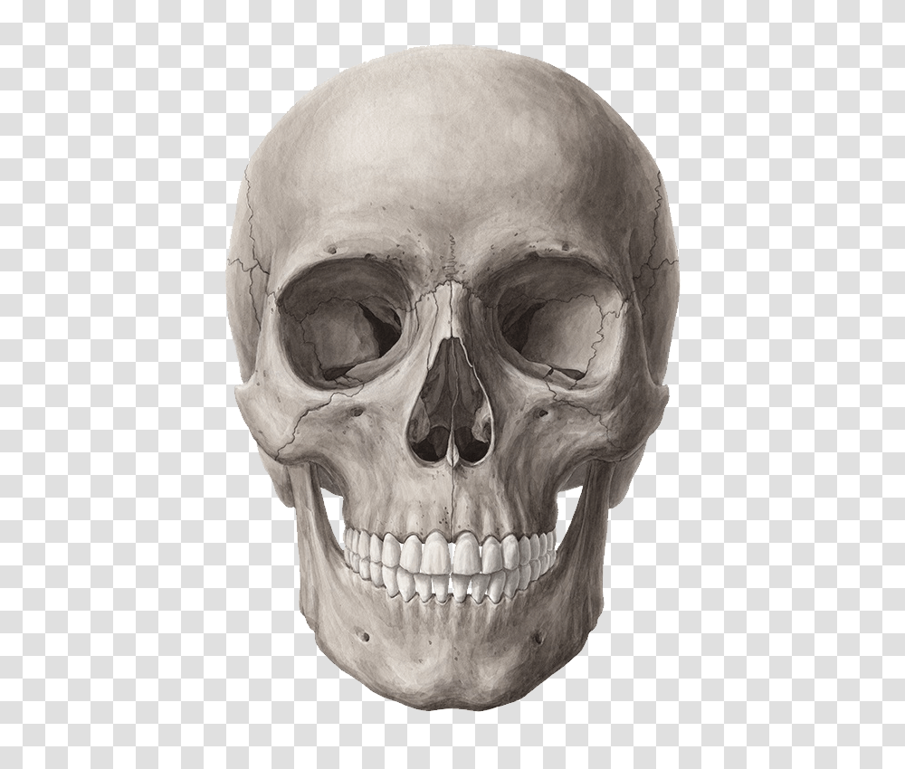 Skull, Person, Head, Human, Alien Transparent Png
