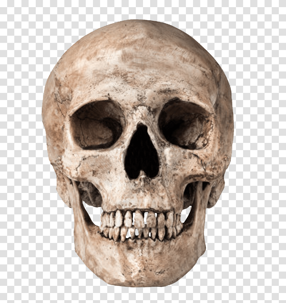 Skull, Person, Head, Skeleton, Soil Transparent Png